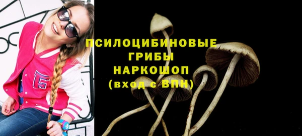 стаф Магас